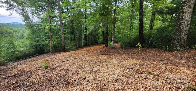 a view of a forest with trees in the background