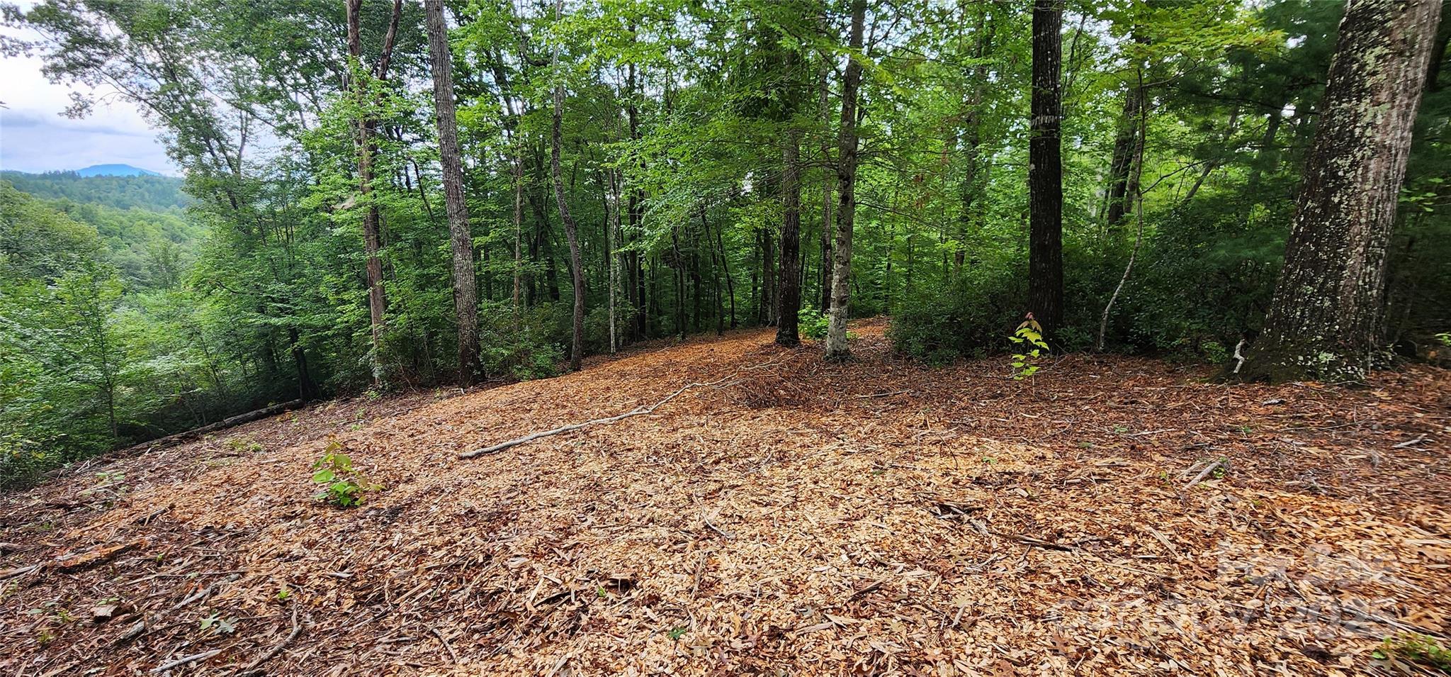 Lot 3 South Cross Creek Trail Mill Spring Mill Spring, NC 28756 - Photo 16 of 25 a view of a forest with trees in the background