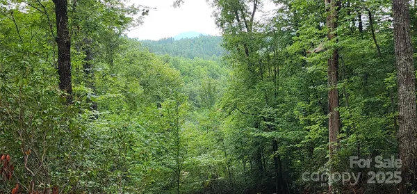 a view of a lush green forest