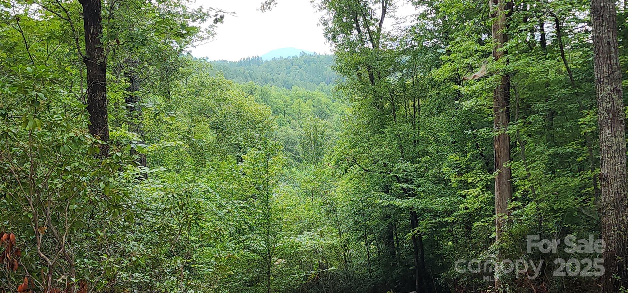 Lot 3 South Cross Creek Trail Mill Spring Mill Spring, NC 28756 - Photo 17 of 25 a view of a lush green forest