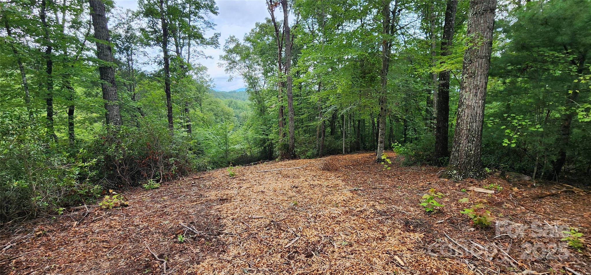 Lot 3 South Cross Creek Trail Mill Spring Mill Spring, NC 28756 - Photo 19 of 25 a view of a yard with plants and large trees