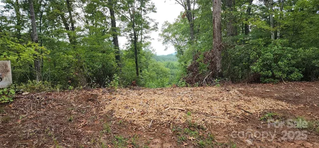 a view of a forest with trees in the background