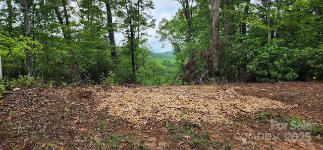 a view of a yard with plants and large trees