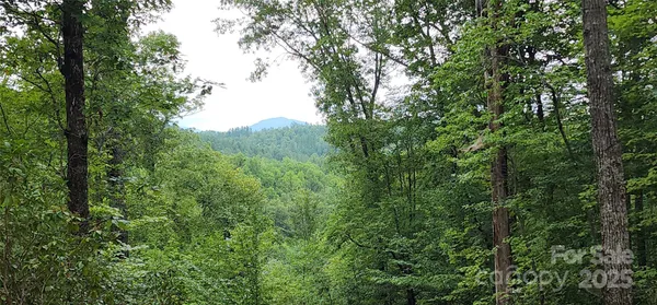 a view of a forest with trees in front of it