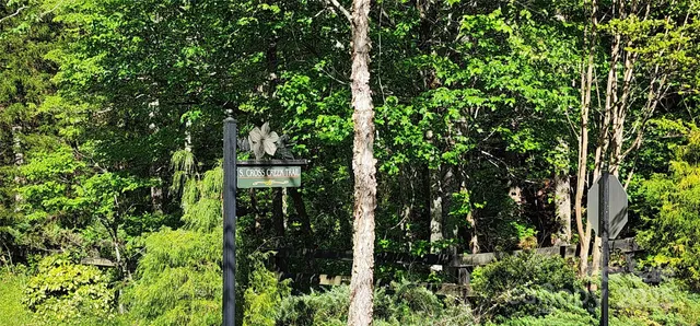 a view of a plant in a garden