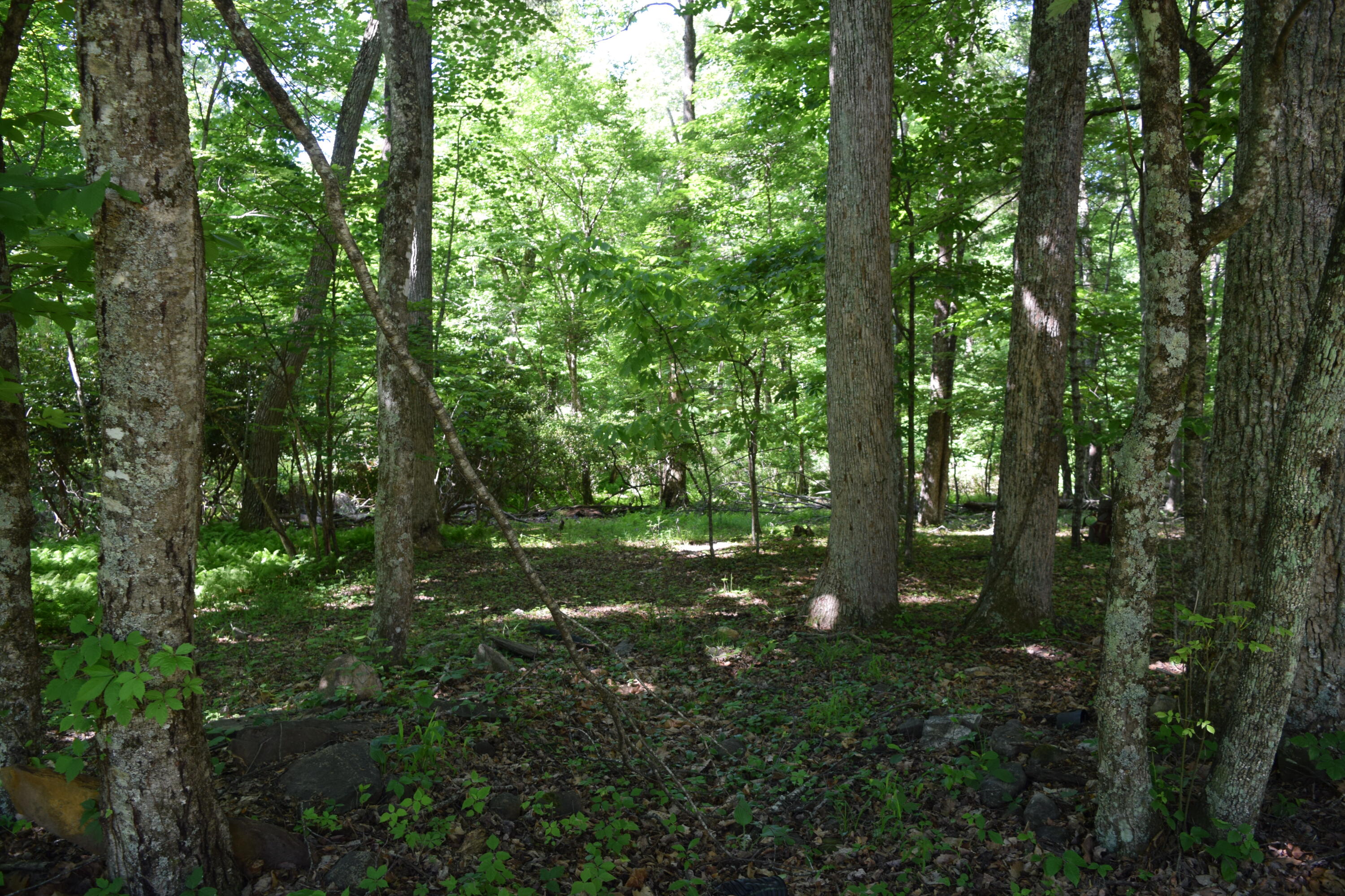 812 Conner Grove Road Southwest Willis, VA 24380 - Photo 56 of 87 DSC_0019