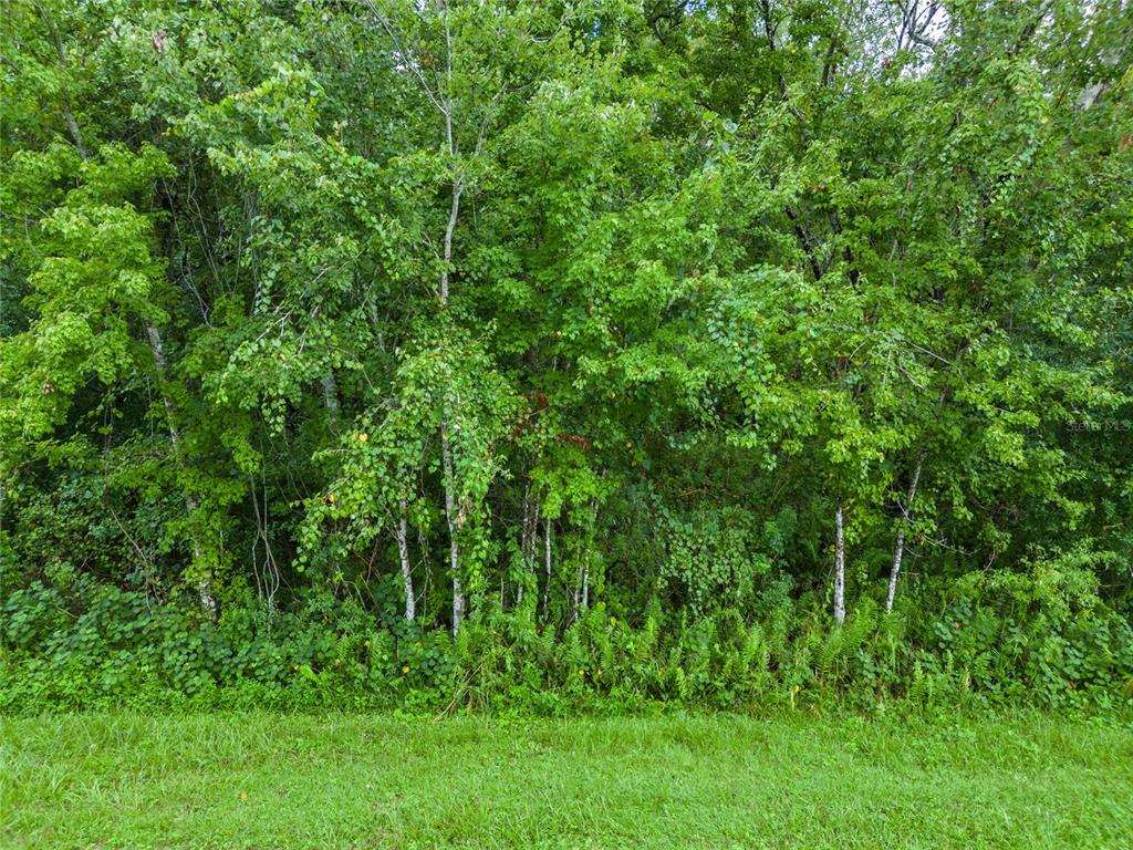 4500 Story Road St. Cloud, FL 34772 - Photo 1 of 1 a view of a lush green forest
