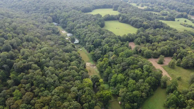 a view of a pathway with a palm tree