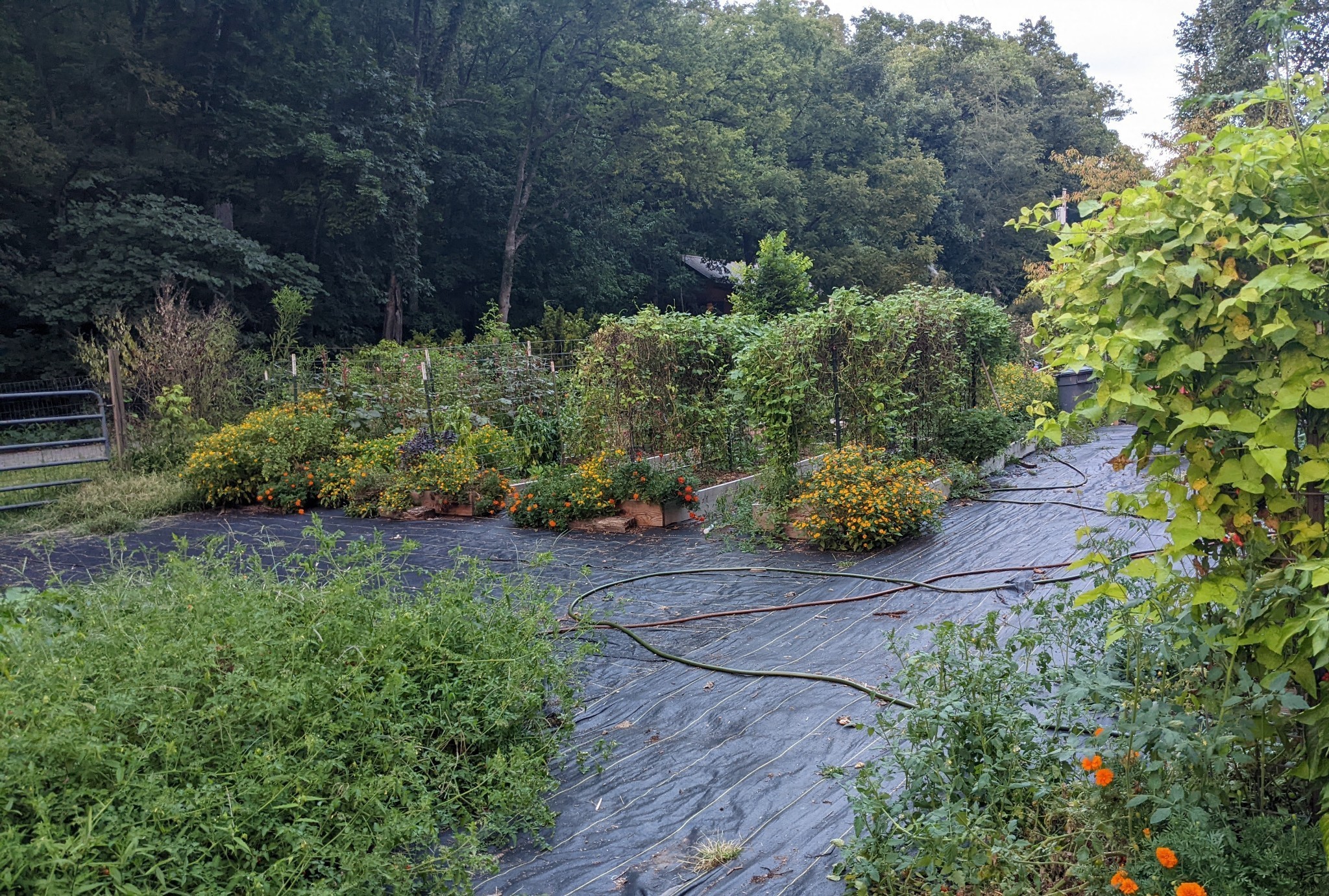 168 Three Springs Road Nunnelly, TN 37137 - Photo 62 of 65 a view of a garden with plants