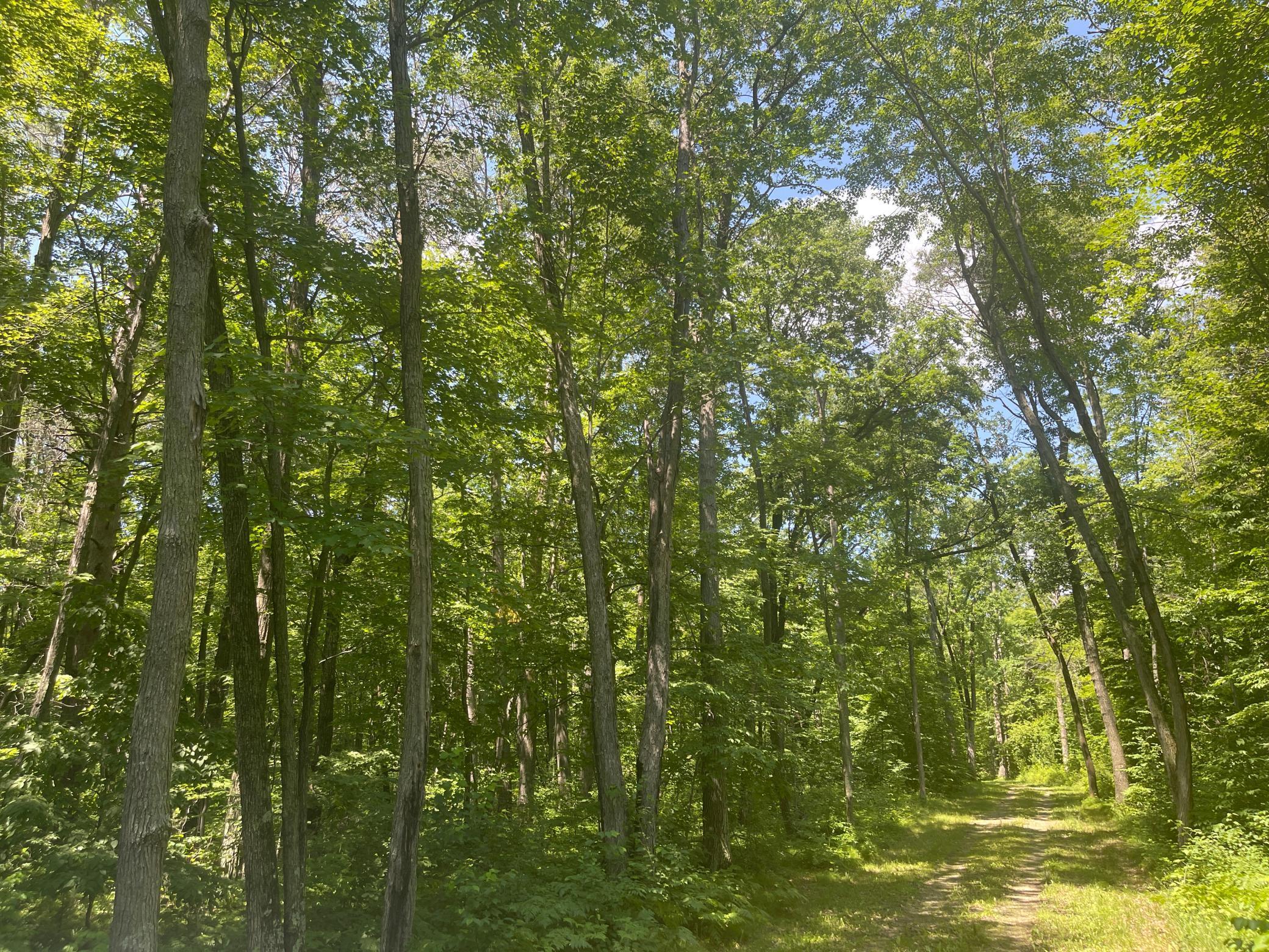 24126 County Road 19 Merrifield, MN 56465 - Photo 14 of 54