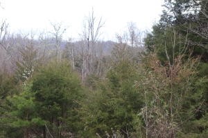 191 Welch Road Tellico Plains, TN 37385 - Photo 6 of 6 Gallery Image 6