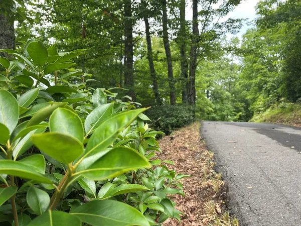 $10,000 | 12-13a Brasstown Hts Lane, Brasstown, NC 28902