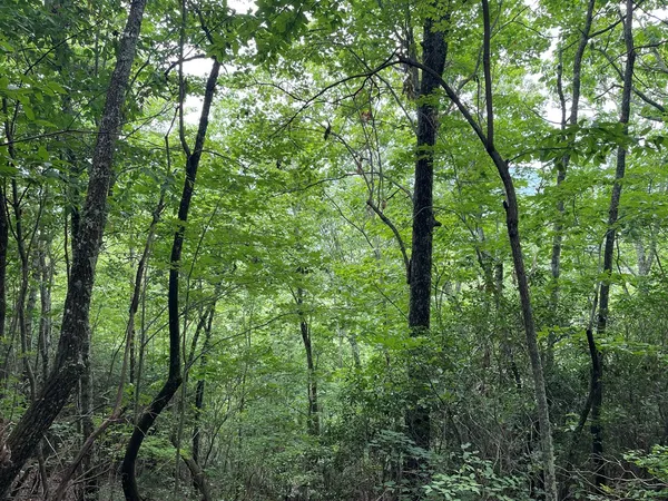 $10,000 | 12-13a Brasstown Hts Lane, Brasstown, NC 28902