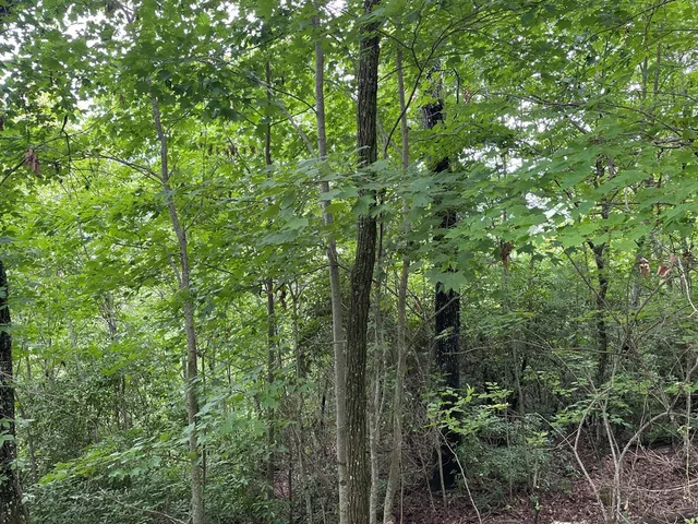 $10,000 | 12-13a Brasstown Hts Lane, Brasstown, NC 28902