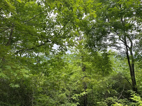 $10,000 | 12-13a Brasstown Hts Lane, Brasstown, NC 28902