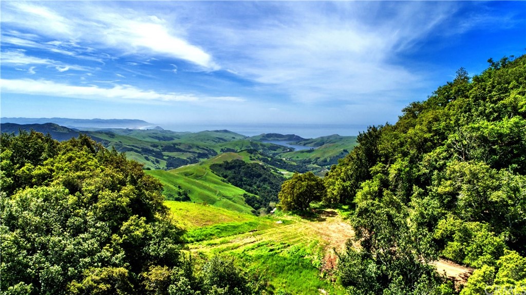 a view of a bunch of trees
