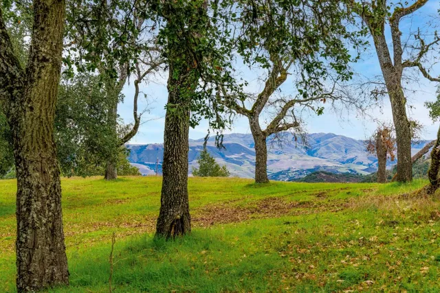 a view of a trees in a yard