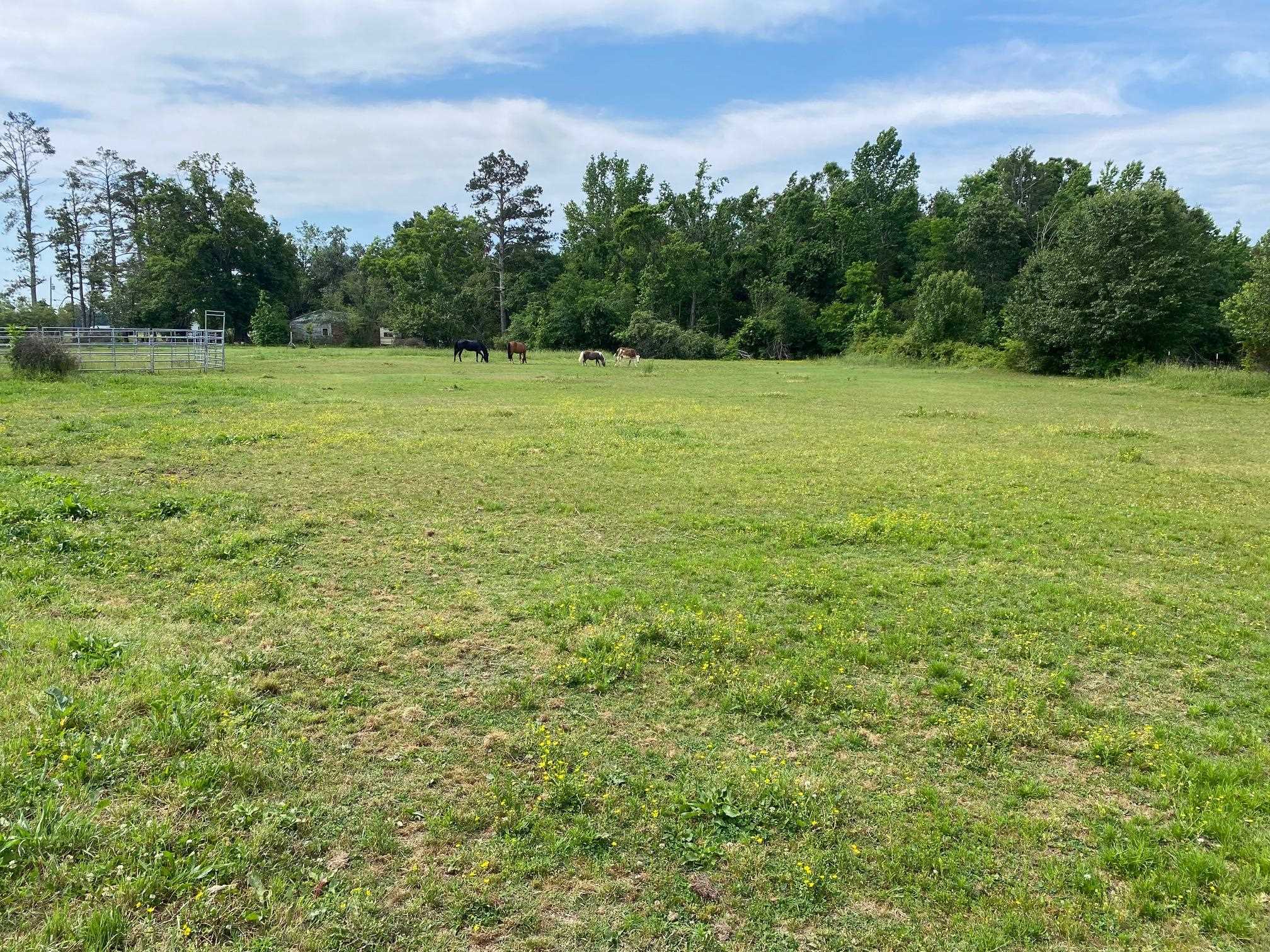 Dillon Road Michie, TN 38357 - Photo 2 of 7 a view of a field with an trees in the background