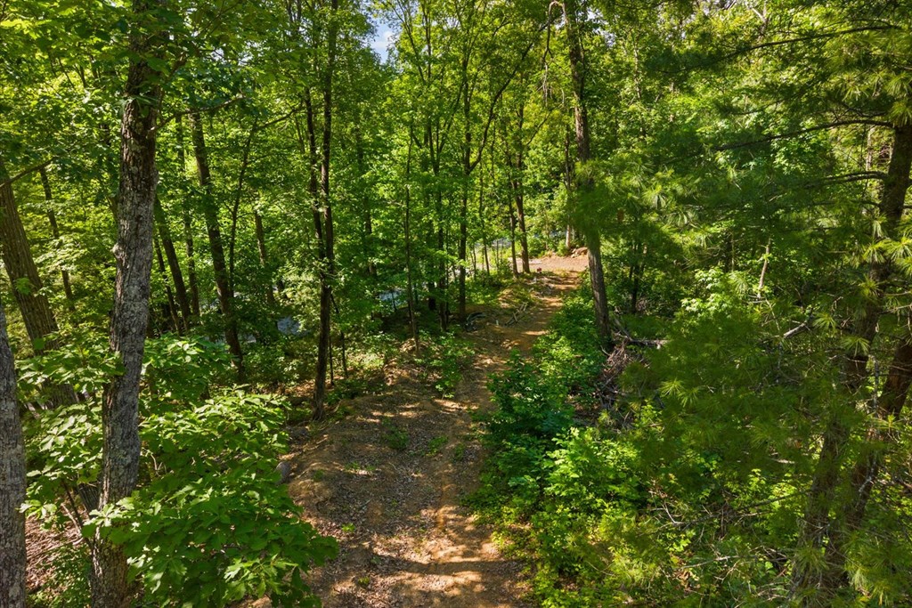 0 Emery Creek Road Chatsworth, GA 30705 - Photo 10 of 14 a view of a lush green forest