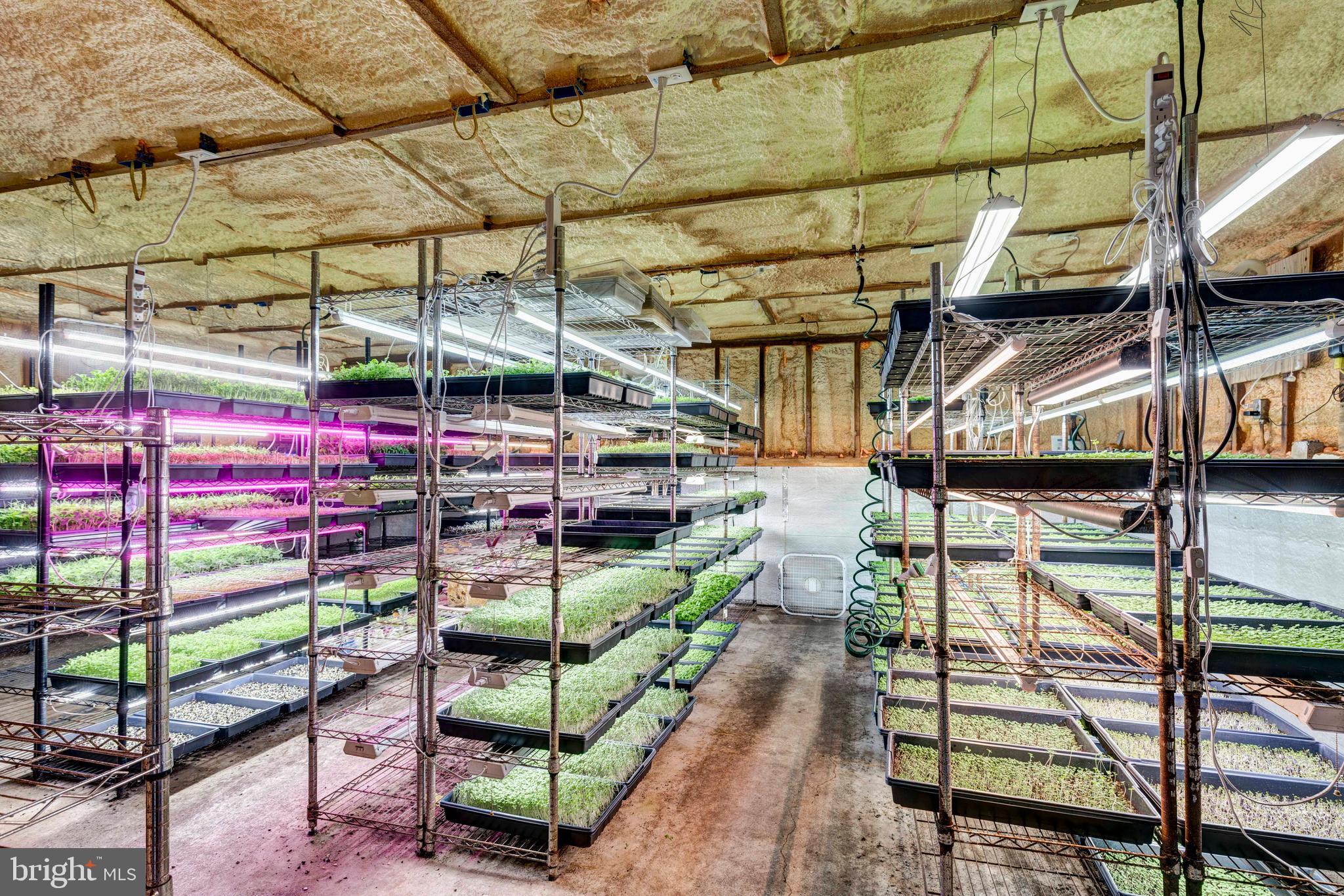 2617 Old Fort Schoolhouse Road Hampstead, MD 21074 - Photo 77 of 78 Microgreens