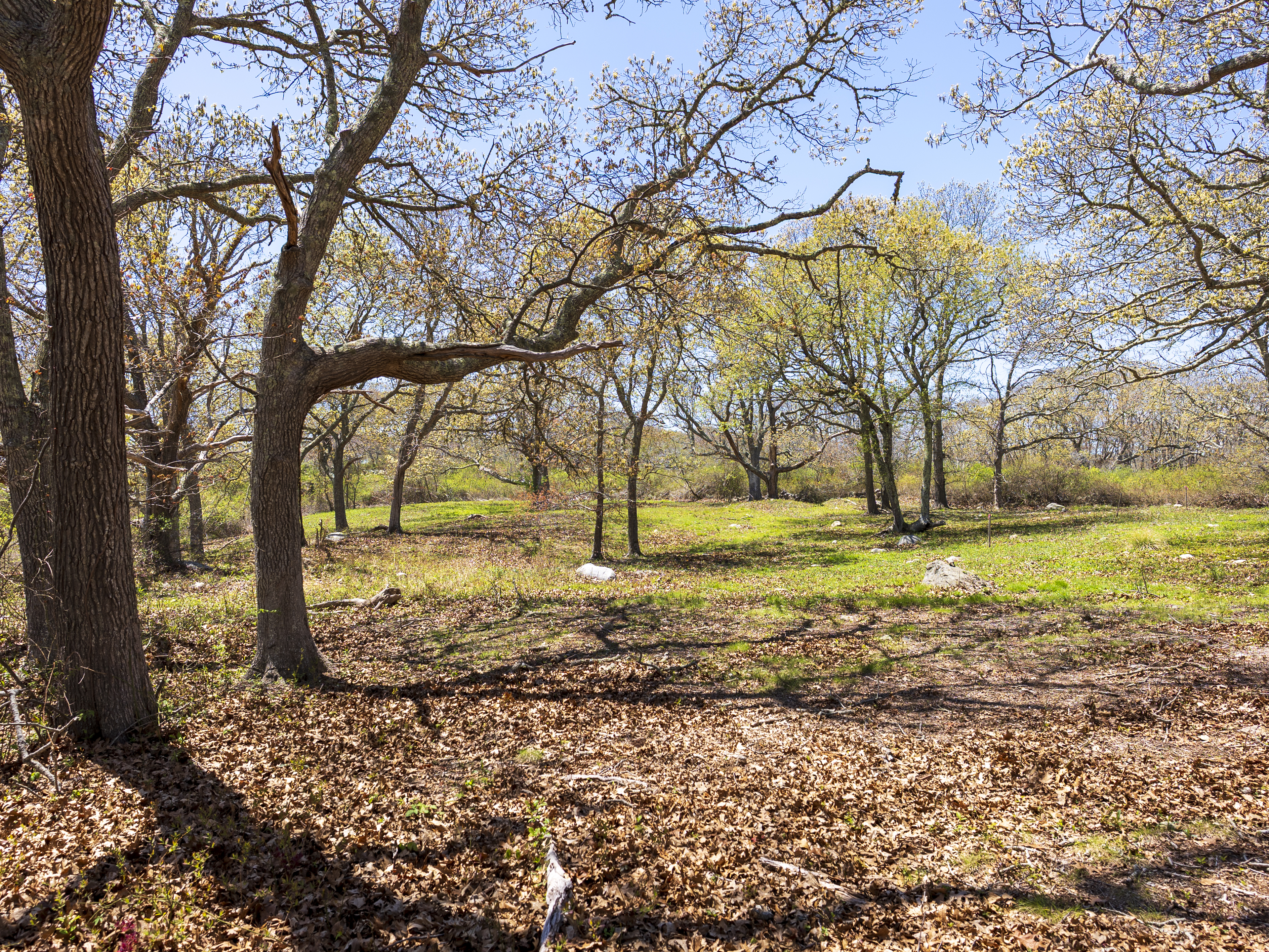 14 Ridge Road Aquinnah, MA 02535 - Photo 9 of 15 a view of yard with tree