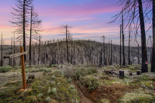 a view of a park with large trees