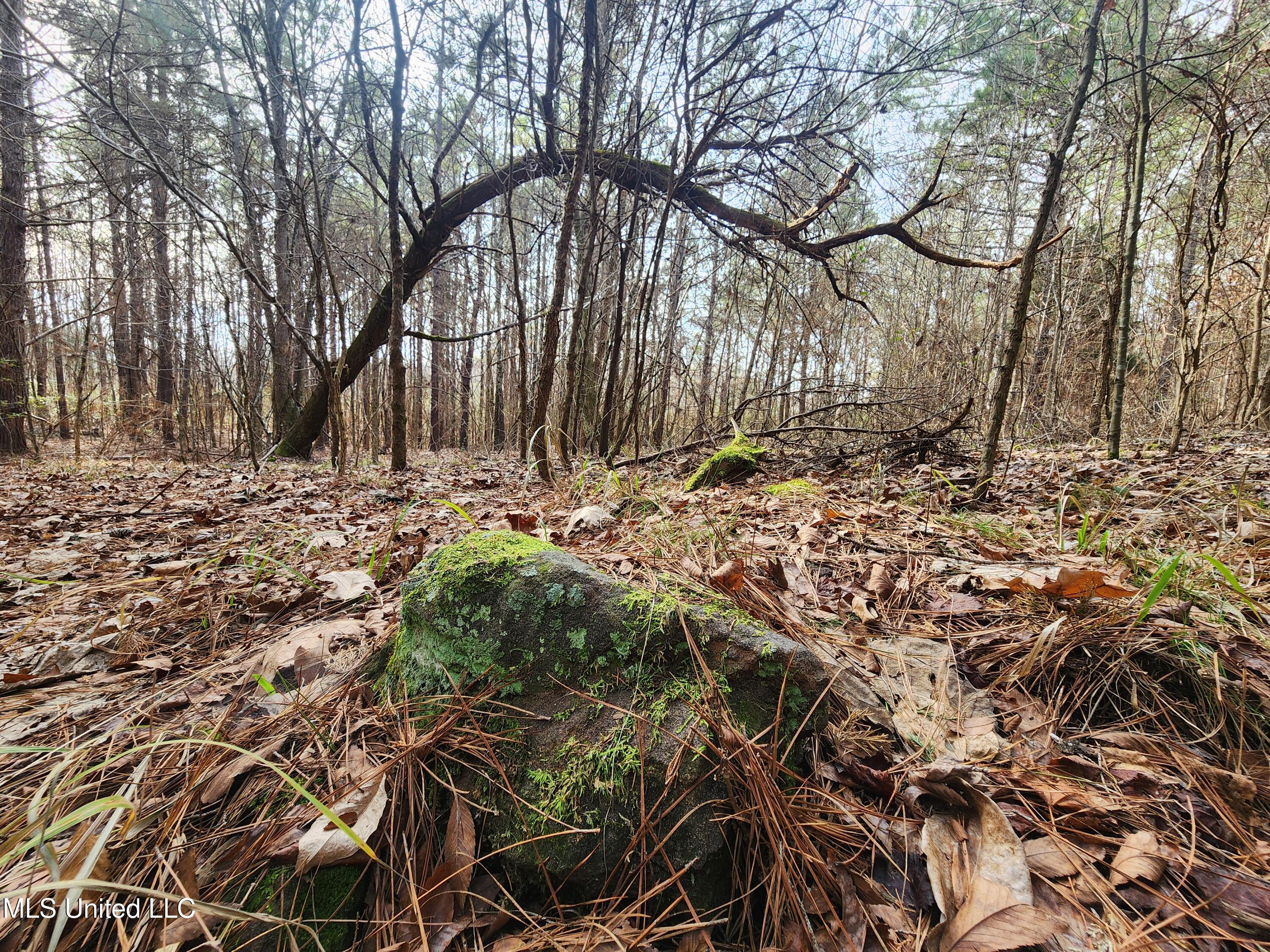 0 Pearl Smith Road Senatobia, MS 38668 - Photo 13 of 90 20260107_130949