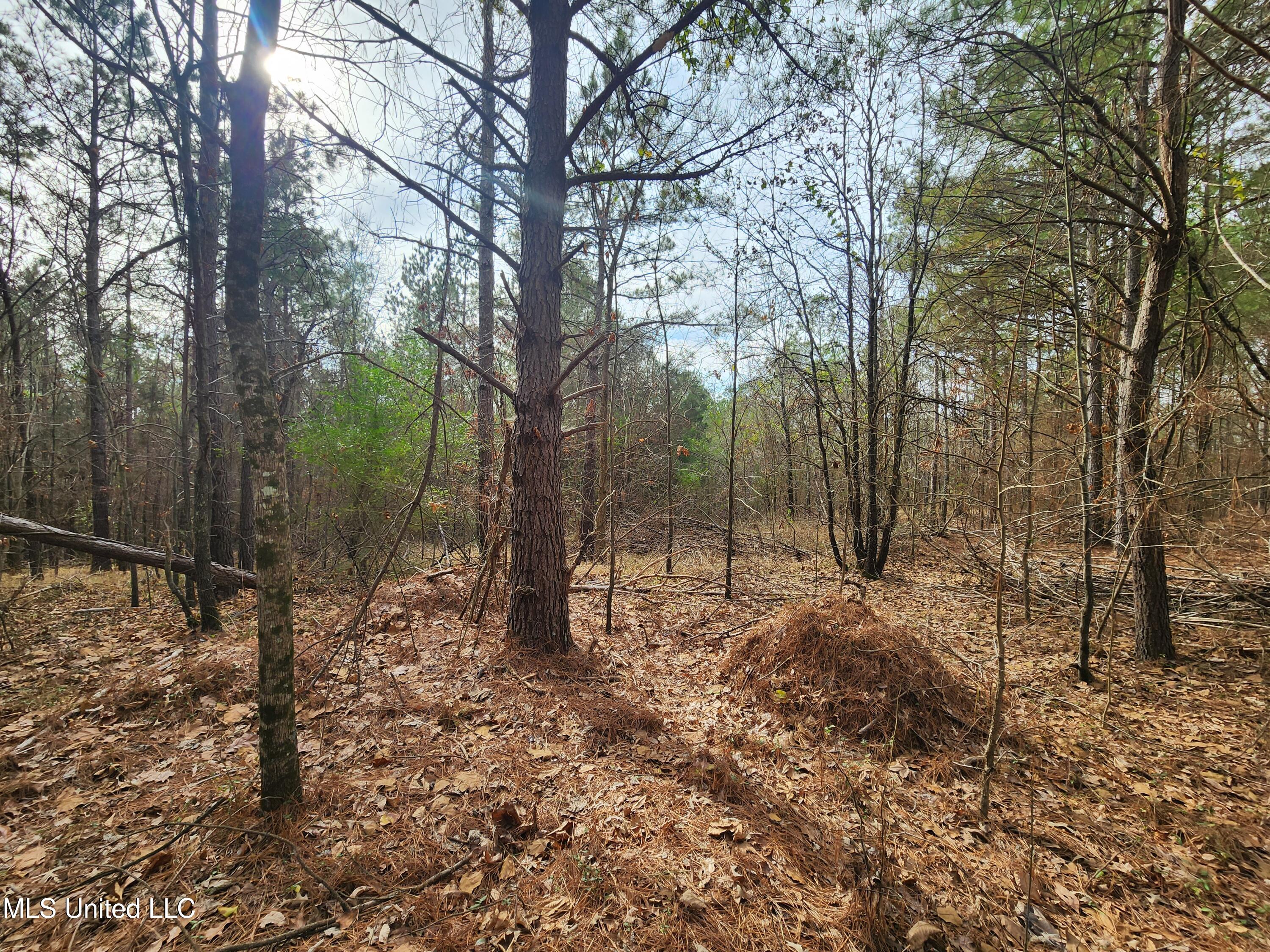 0 Pearl Smith Road Senatobia, MS 38668 - Photo 14 of 90 20260107_132047