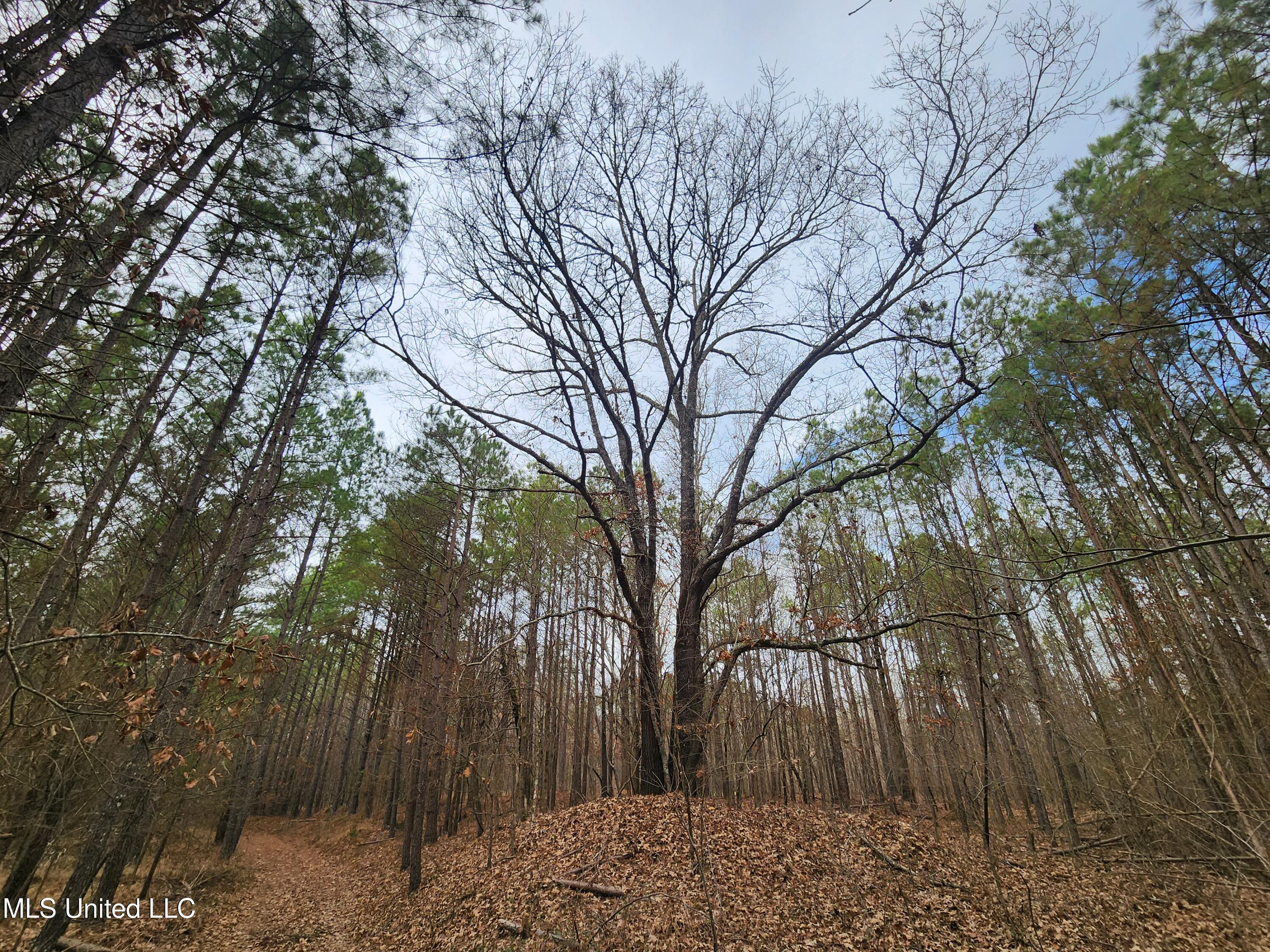 0 Pearl Smith Road Senatobia, MS 38668 - Photo 16 of 90 20260107_133144