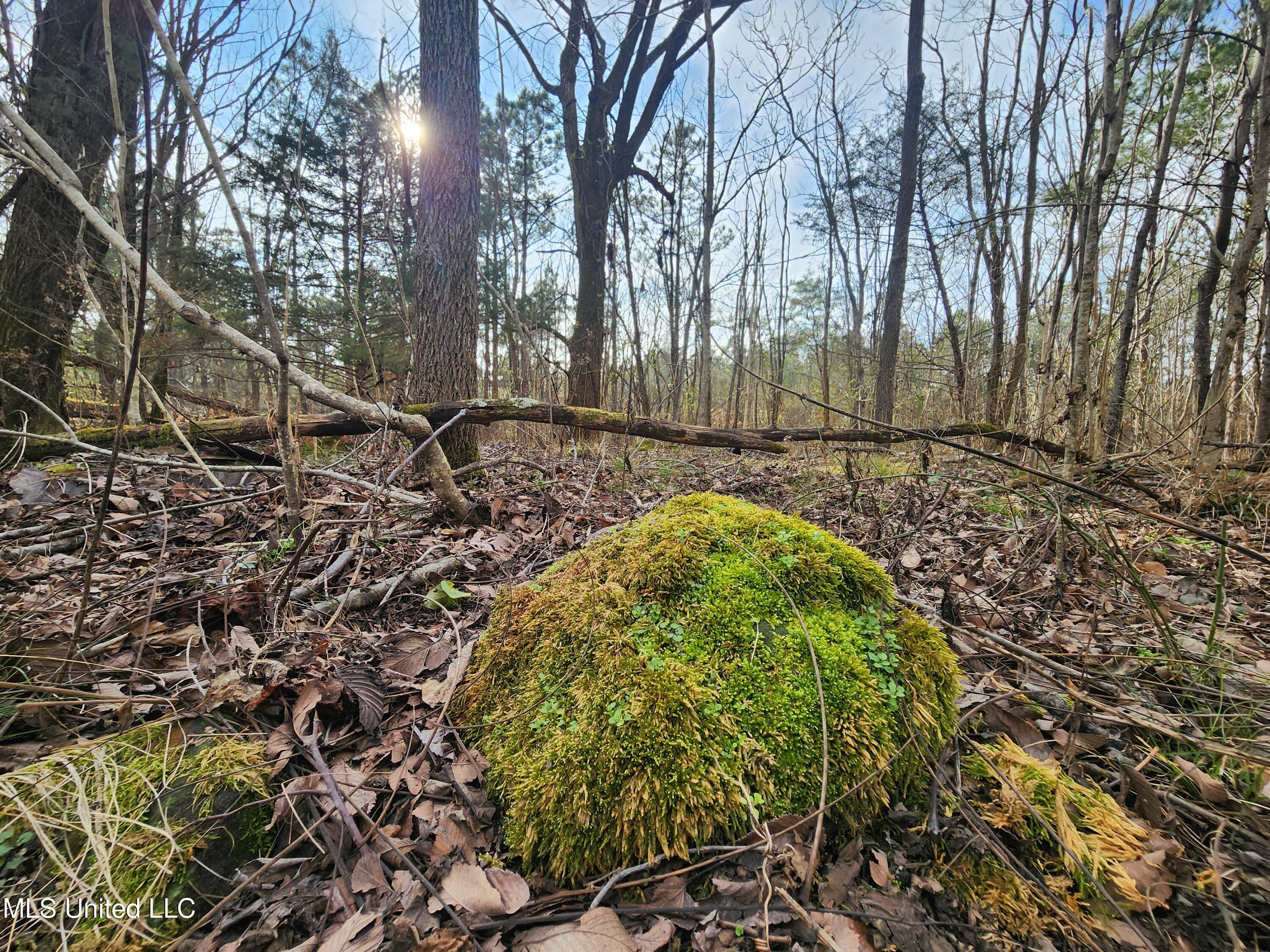 0 Pearl Smith Road Senatobia, MS 38668 - Photo 32 of 90 20260107_135816