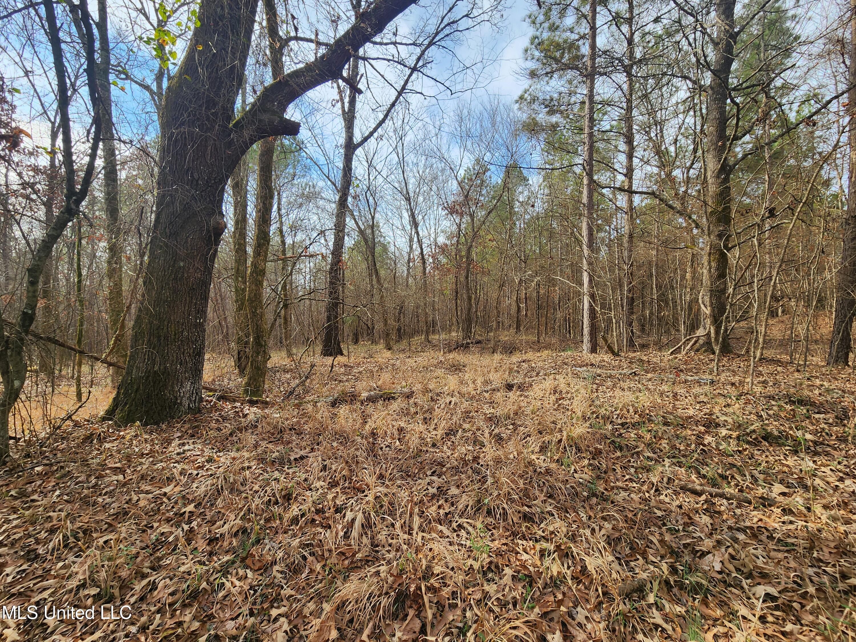 0 Pearl Smith Road Senatobia, MS 38668 - Photo 35 of 90 20260107_135222