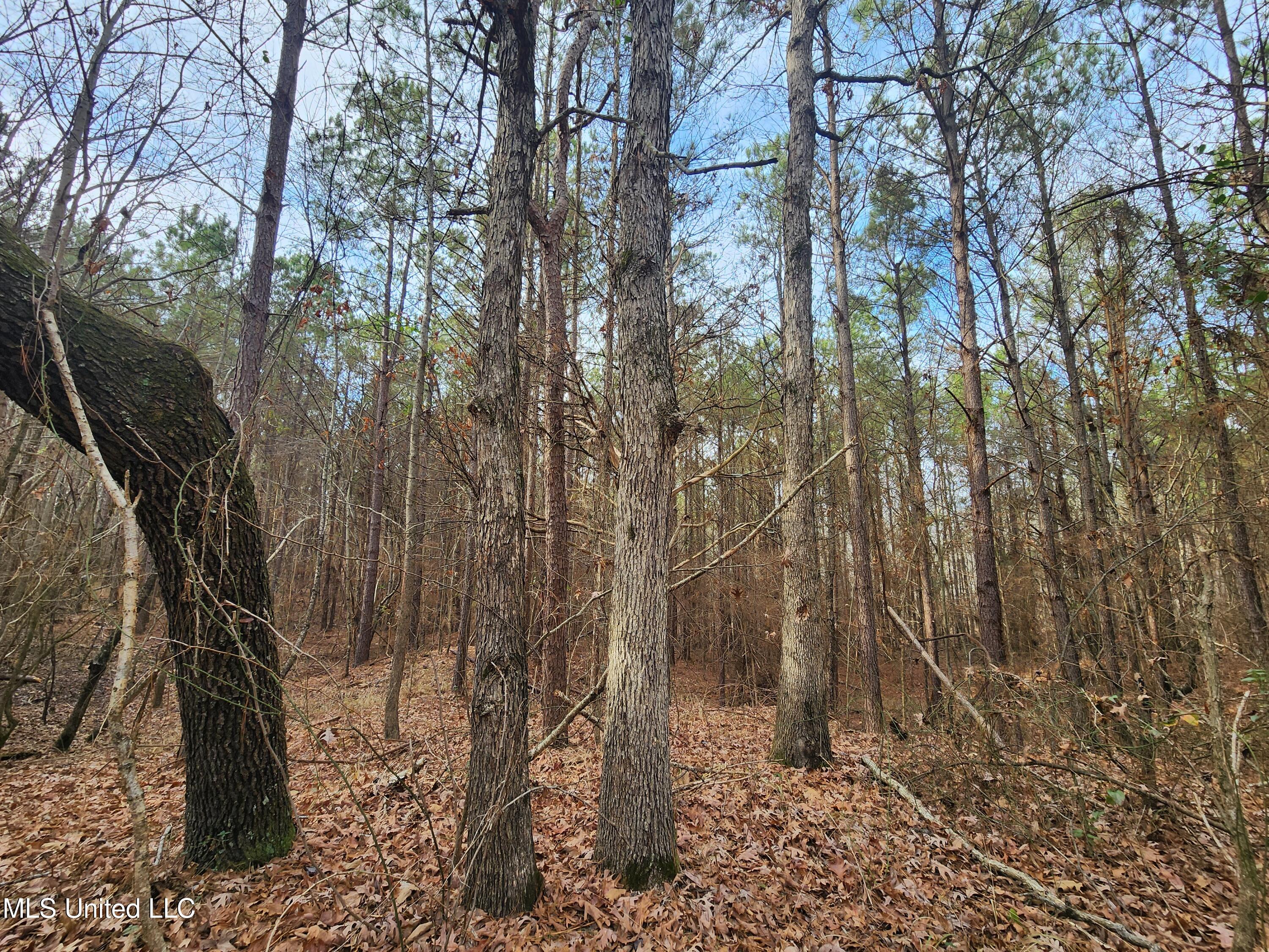 0 Pearl Smith Road Senatobia, MS 38668 - Photo 36 of 90 20260107_140407