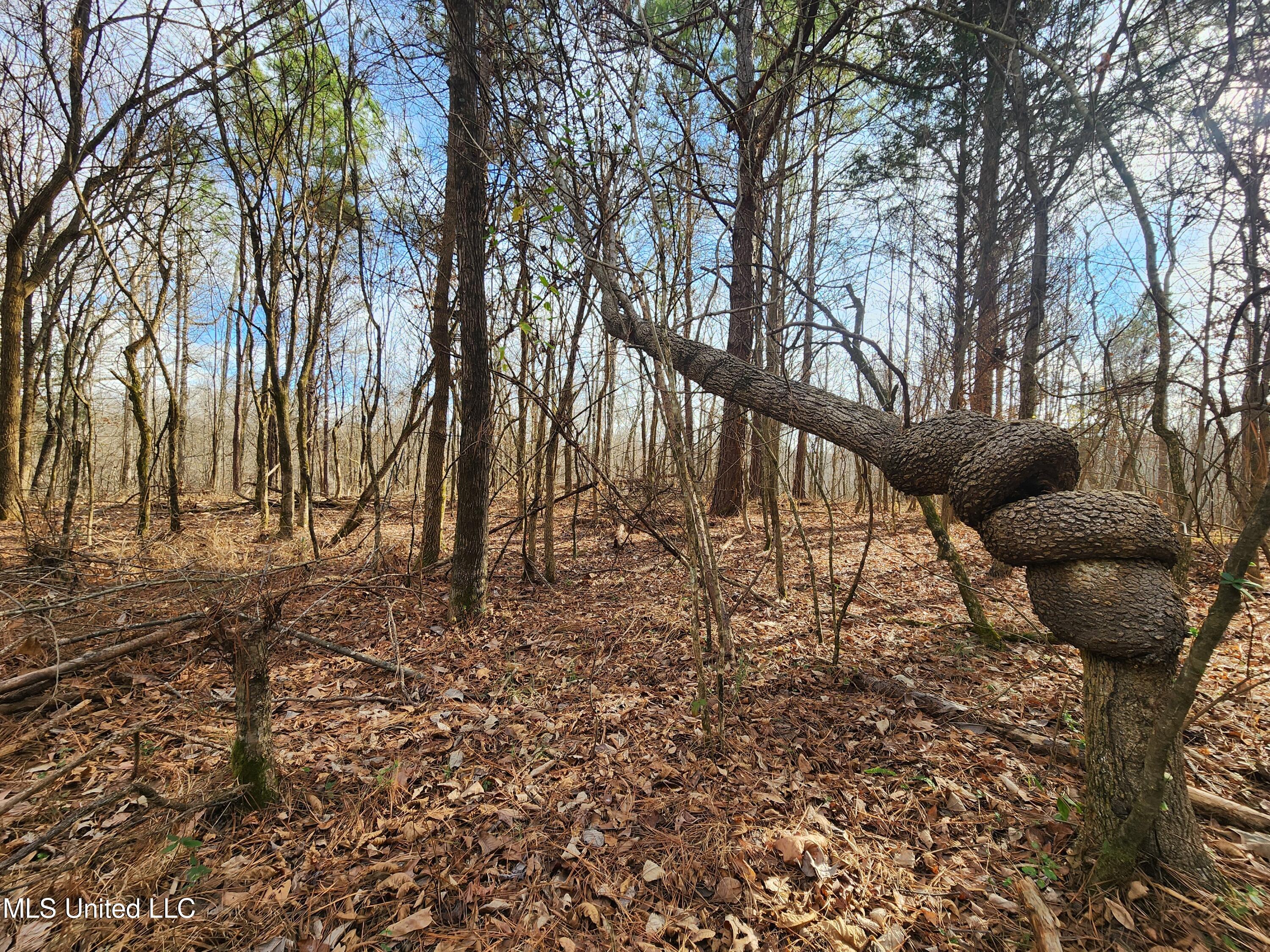 0 Pearl Smith Road Senatobia, MS 38668 - Photo 55 of 90 20260107_141958