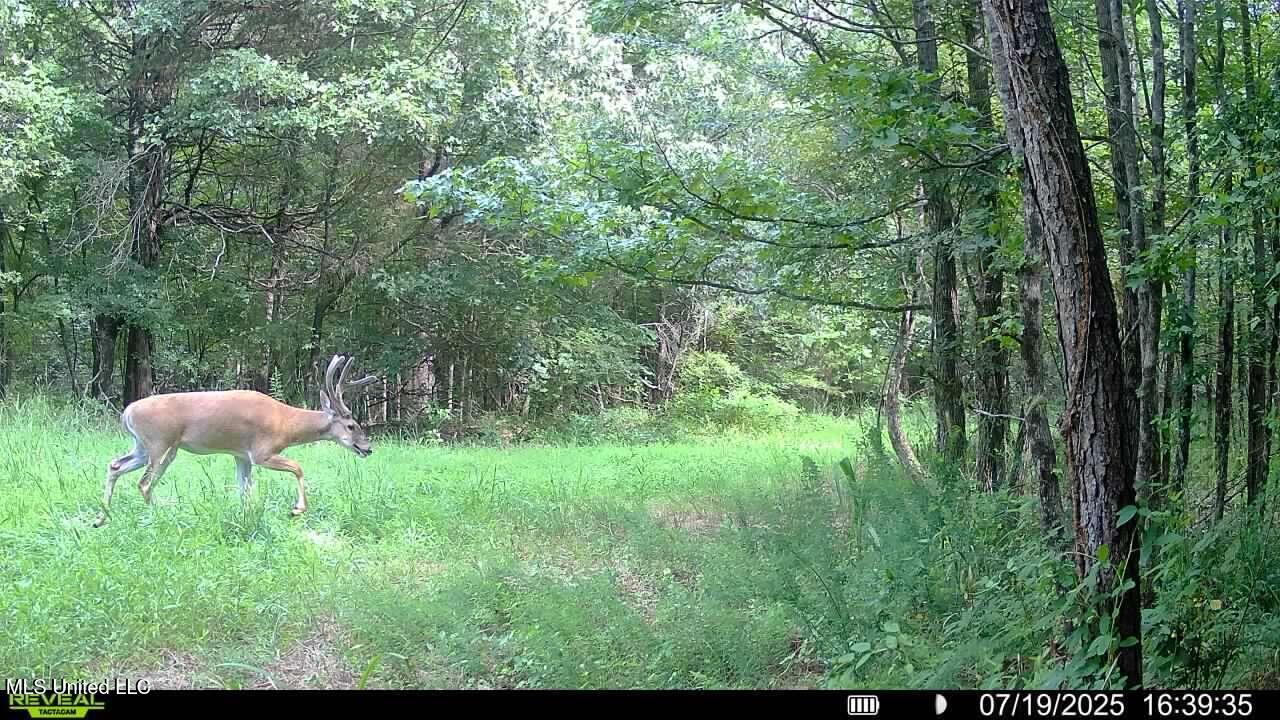 0 Pearl Smith Road Senatobia, MS 38668 - Photo 58 of 90 016578003253595-100-2-07192025163935-SYF