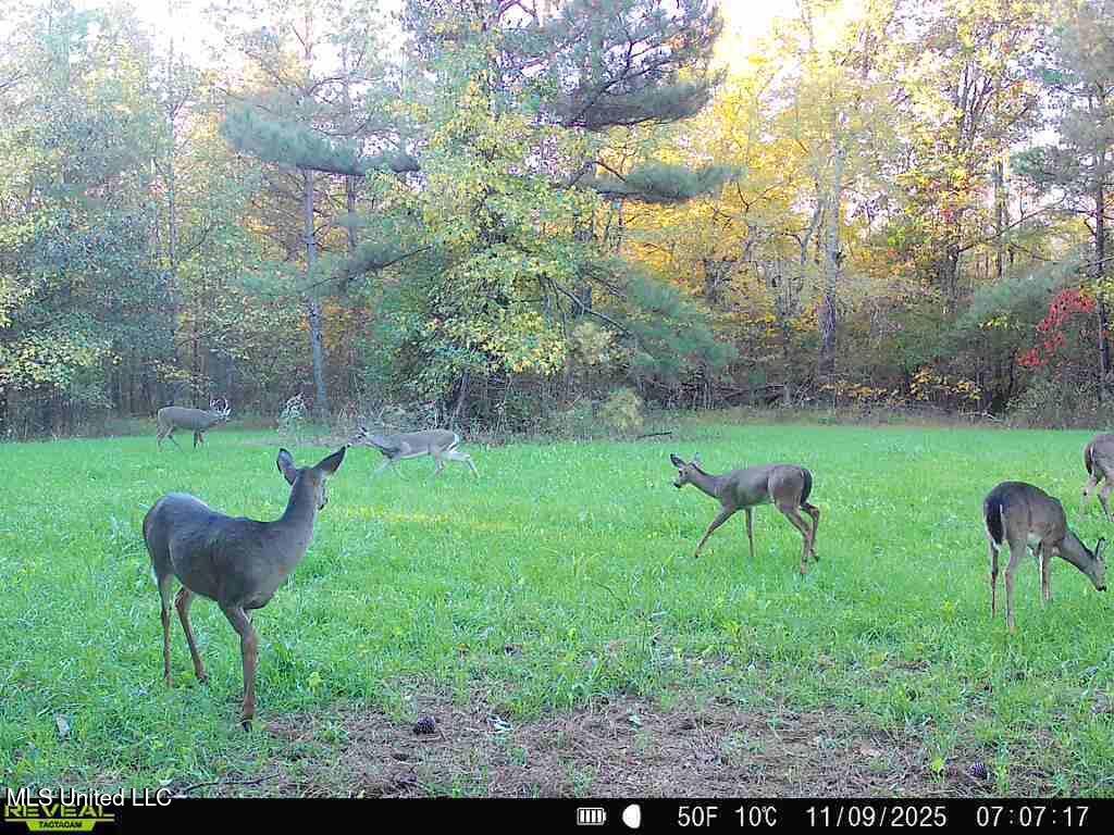 0 Pearl Smith Road Senatobia, MS 38668 - Photo 61 of 90 869965061335810-90-4-11092025070716-W103