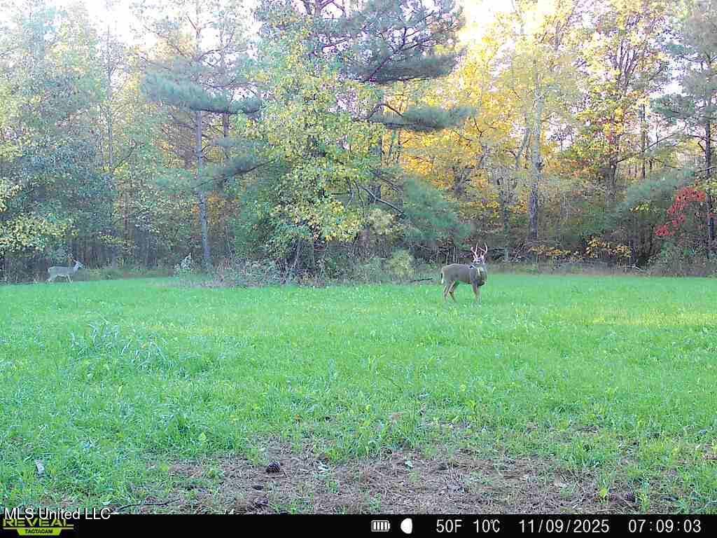 0 Pearl Smith Road Senatobia, MS 38668 - Photo 62 of 90 869965061335810-90-4-11092025070902-W103