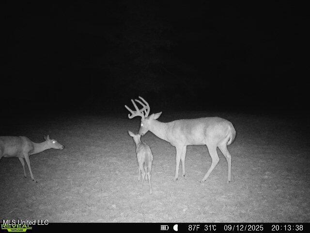 0 Pearl Smith Road Senatobia, MS 38668 - Photo 64 of 90 869965061335810-50-3-09122025201338-W102