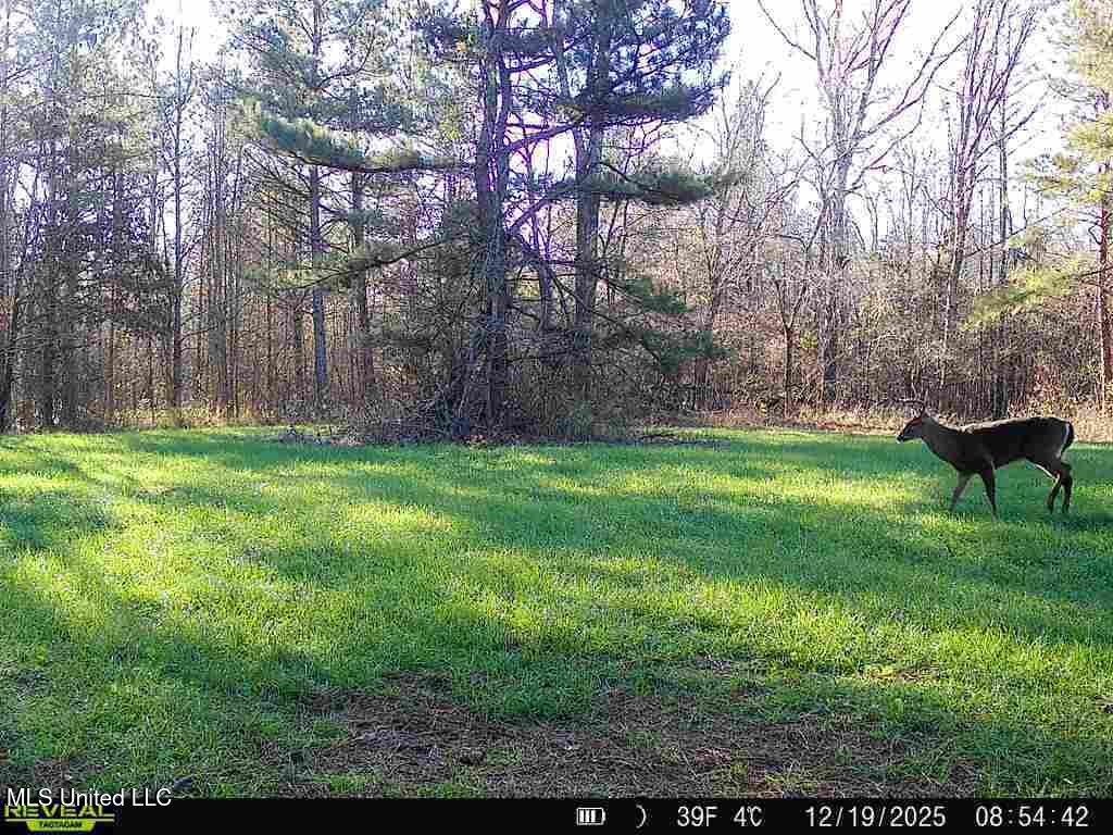 0 Pearl Smith Road Senatobia, MS 38668 - Photo 74 of 90 869965061335810-60-3-12192025085442-W103