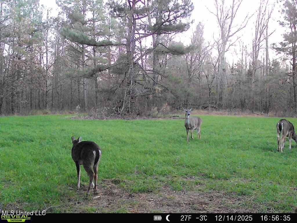 0 Pearl Smith Road Senatobia, MS 38668 - Photo 75 of 90 869965061335810-70-3-12142025165634-W103