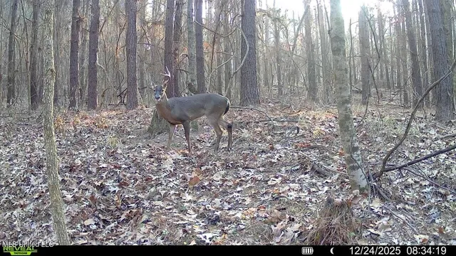 $230,000 | 0 Pearl Smith Road, Senatobia, MS 38668