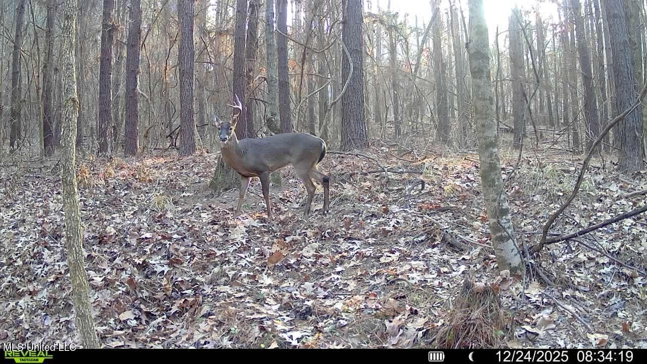 0 Pearl Smith Road Senatobia, MS 38668 - Photo 76 of 90 016578003253595-94-2-12242025083419-SYFW