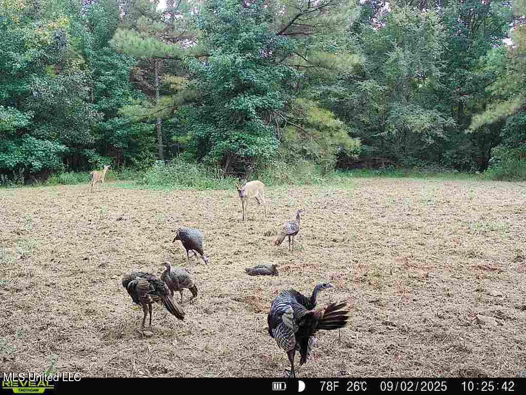 0 Pearl Smith Road Senatobia, MS 38668 - Photo 78 of 90 869965061335810-60-4-09022025102542-W102