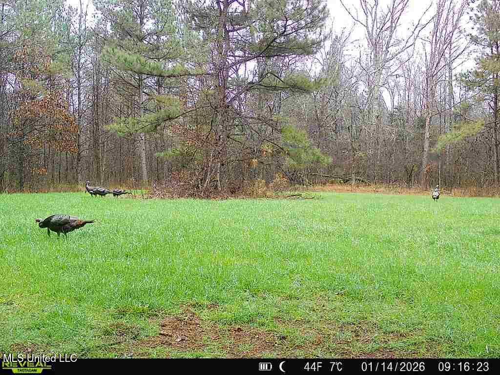 0 Pearl Smith Road Senatobia, MS 38668 - Photo 81 of 90 869965061335810-60-4-01142026091622-W103