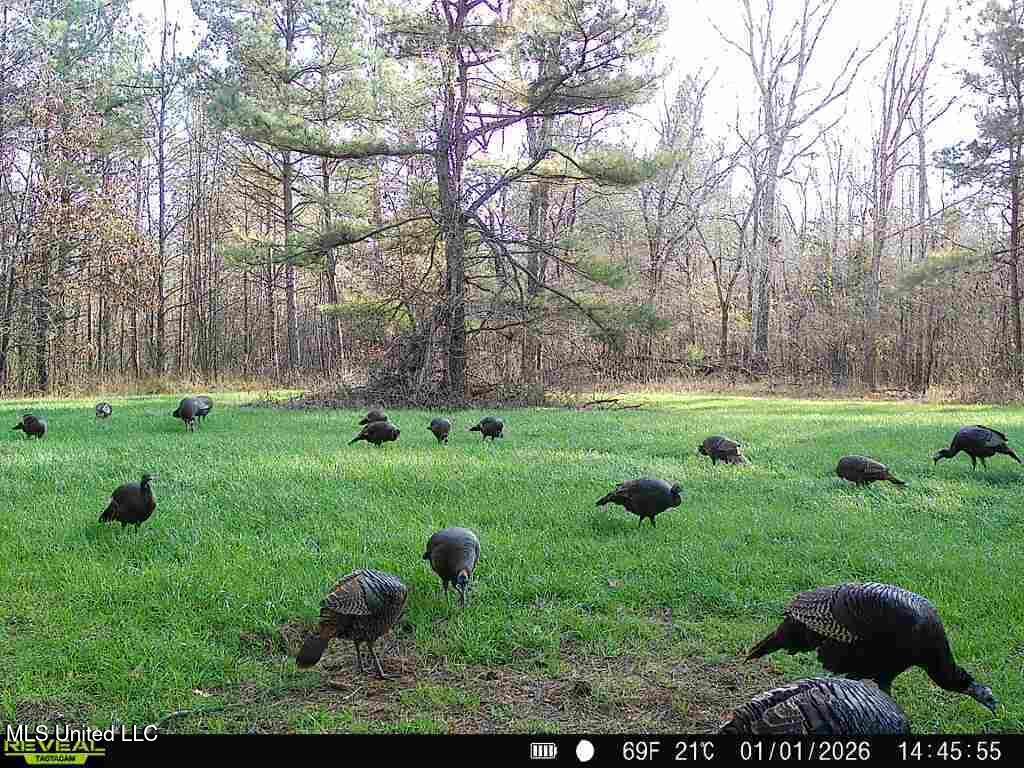 0 Pearl Smith Road Senatobia, MS 38668 - Photo 83 of 90 869965061335810-90-3-01012026144554-W103