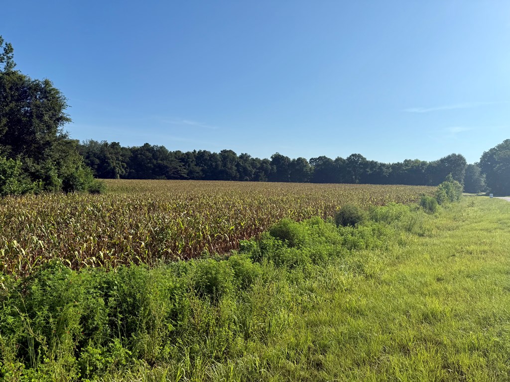 10.3-acres Red Oak Road Florala, AL 36442 - Photo 12 of 13