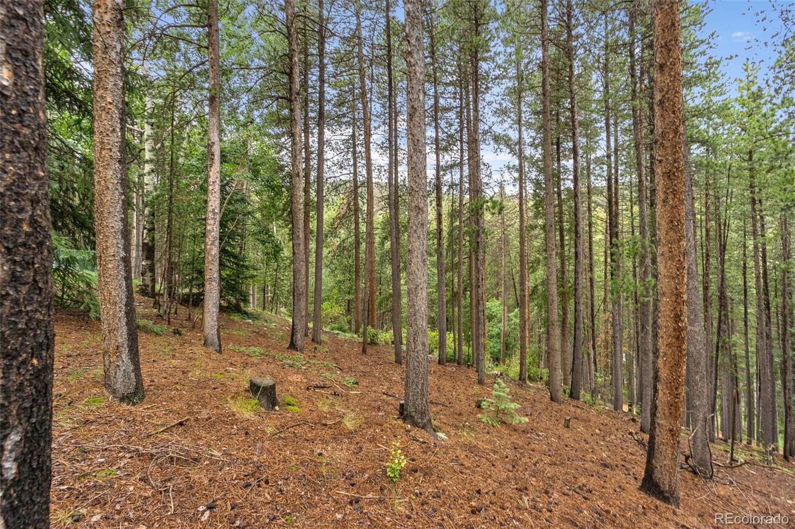 537 Cedar Road Evergreen, CO 80439 - Photo 24 of 37
