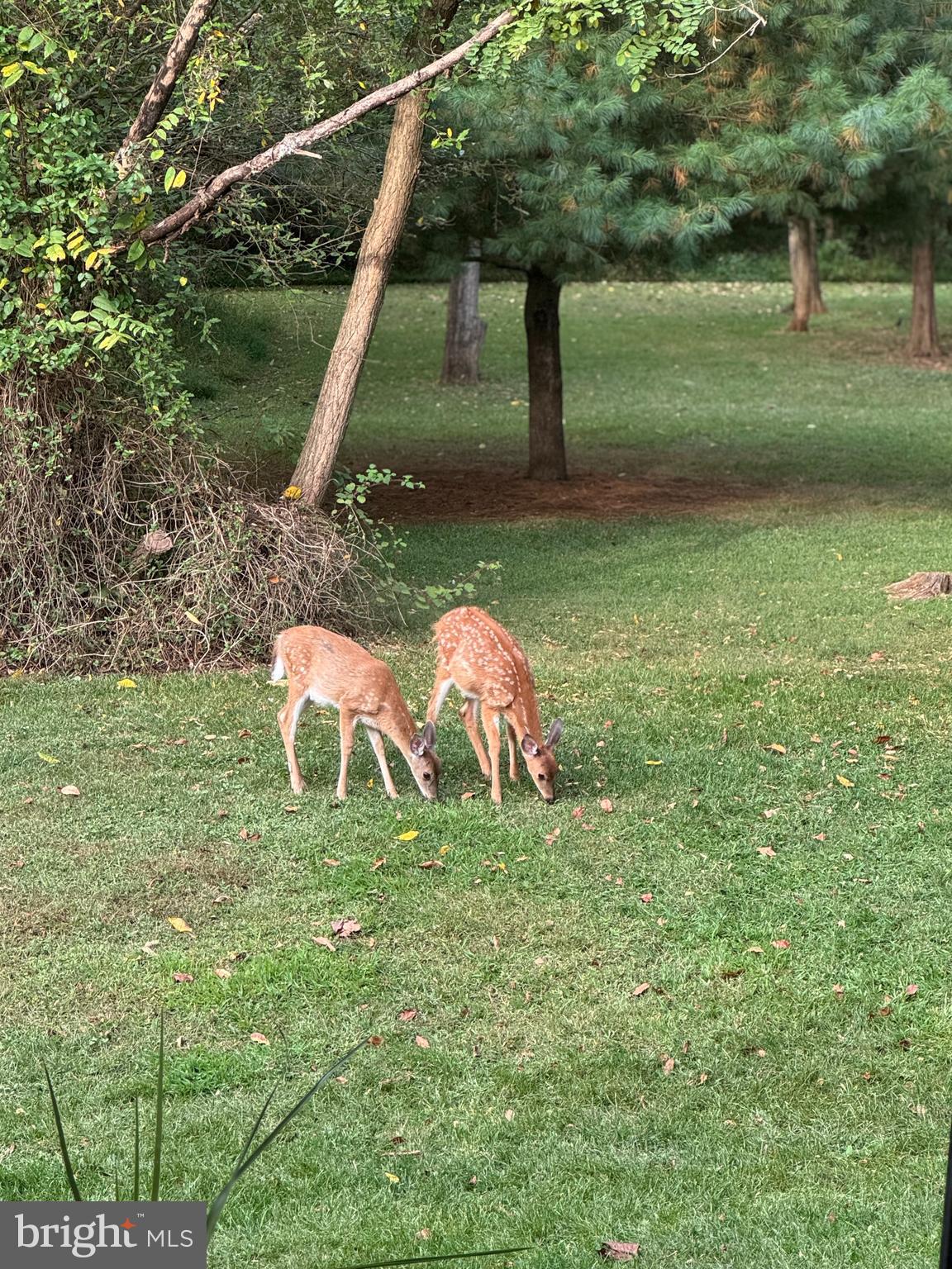 1967 Pinetown Road Wellsville, PA 17365 - Photo 49 of 58 a backyard of a house with lots of green space and fountain