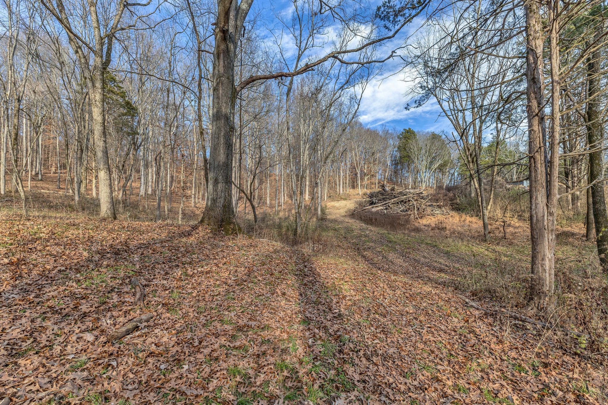 3125 Blazer Road Franklin, TN 37064 - Photo 19 of 32 a view of a yard with a tree