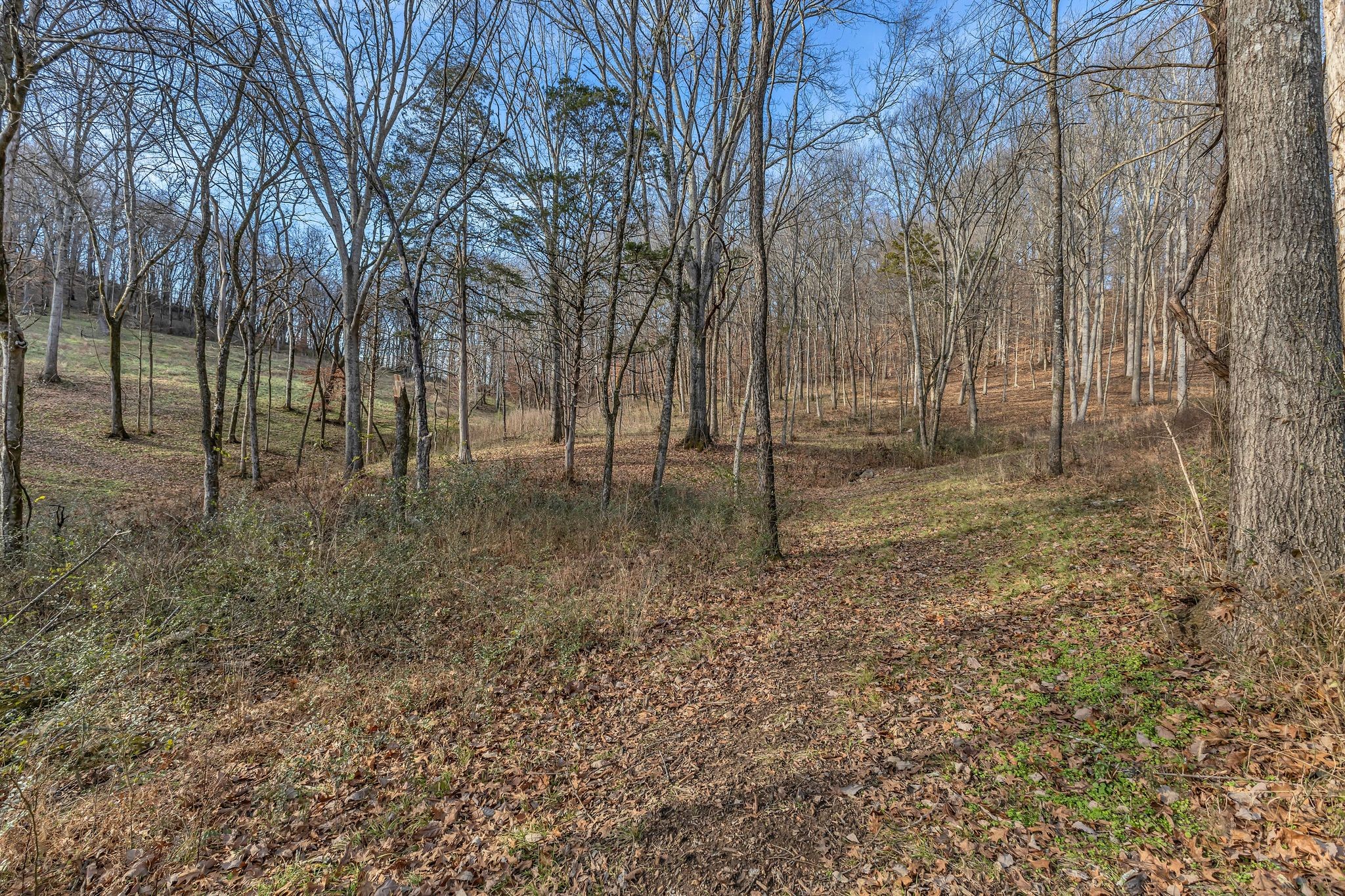 3125 Blazer Road Franklin, TN 37064 - Photo 20 of 32 a backyard of a house with lots of green space