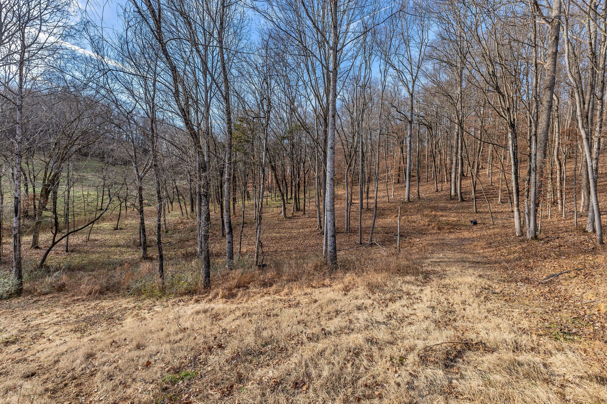 3125 Blazer Road Franklin, TN 37064 - Photo 10 of 32 a view of backyard with trees